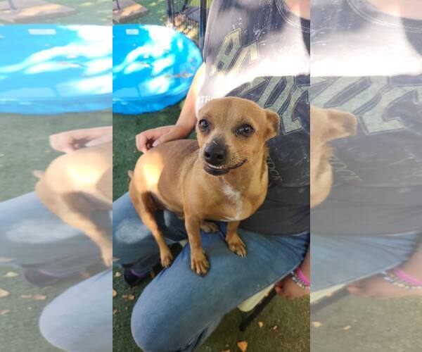 Medium Photo #2  Puppy For Sale in , 