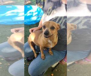 Chihuahua-Unknown Mix Dogs for adoption in La Verne, CA, USA