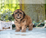 Puppy Mikki Poodle (Miniature)-ShihPoo Mix