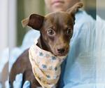 CHOCOLATE - Female Chihuahua-Unknown Mix Dog for Adoption - Small photo