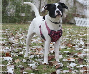 Dottie - Female Lab-Pointer Dog for Adoption - Photo #15