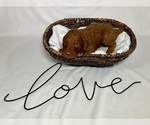 Small Photo #15 Goldendoodle Puppy For Sale in ABILENE, TX, USA