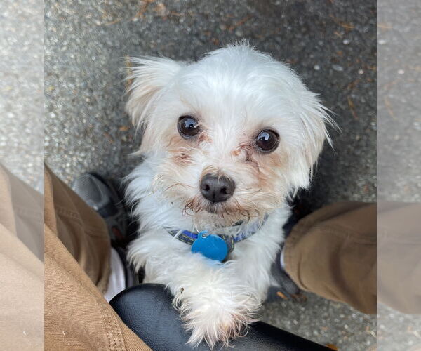 Medium Photo #3 Maltese Puppy For Sale in Bellevue, WA, USA