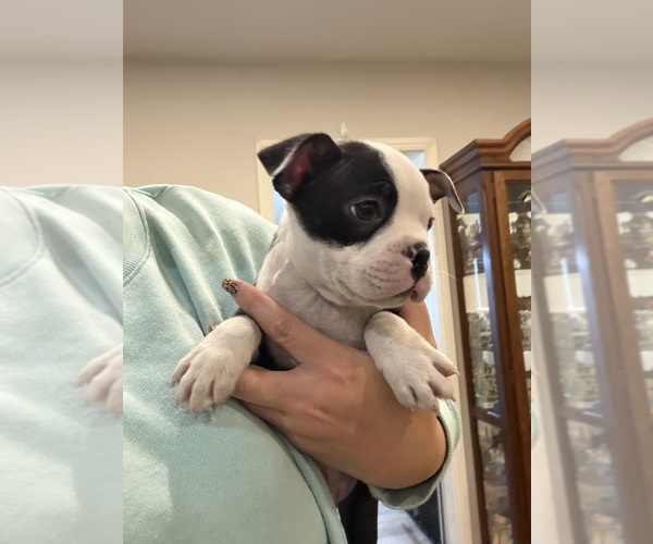 Medium Photo #2 Boston Terrier Puppy For Sale in FREDONIA, KS, USA