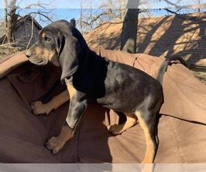 Black and Tan Coonhound Puppy for sale in WINFIELD, KS, USA