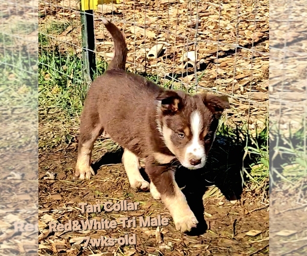 Medium Photo #68 Border Collie Puppy For Sale in BYBEE, TN, USA