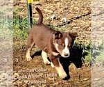 Small Photo #68 Border Collie Puppy For Sale in BYBEE, TN, USA