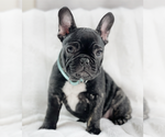 Puppy Sunny French Bulldog