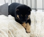 Puppy Ramen Shiba Inu