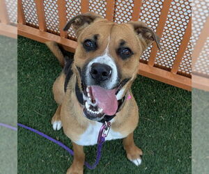 German Shepherd Dog-Unknown Mix Dogs for adoption in Las Vegas, NV, USA