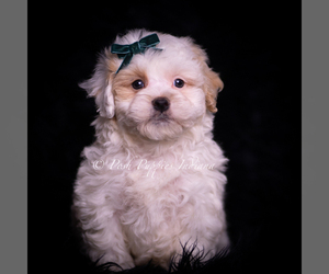 Medium Maltipoo (Miniature)