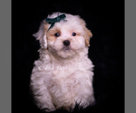 Puppy Country Boy Maltipoo (Miniature)