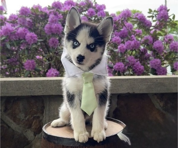 Medium Photo #9 Pomsky Puppy For Sale in VENUS, PA, USA