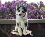 Small #8 Pomsky