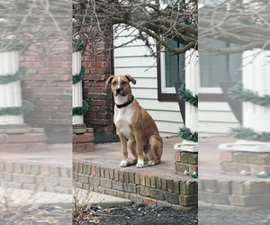 Catahoula Leopard Dog-Unknown Mix Dogs for adoption in Fort Wayne, IN, USA