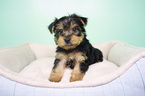 Small Photo #6 Yorkshire Terrier Puppy For Sale in LA MIRADA, CA, USA