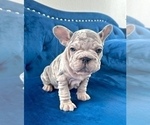 Small Photo #6 French Bulldog Puppy For Sale in CHARLOTTESVILLE, VA, USA