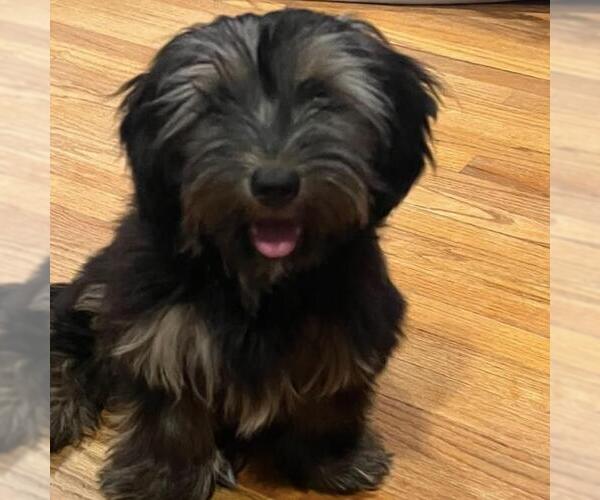 Medium Photo #6 Mutt Puppy For Sale in San Diego, CA, USA