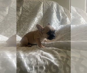 French Bulldog Puppy for sale in NORTH CHARLESTON, SC, USA