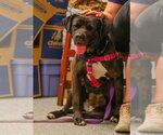 Small #12 American Staffordshire Terrier-Labrador Retriever Mix