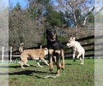 Small #3 German Shepherd Dog