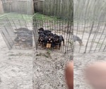 Image preview for Ad Listing. Nickname: Litter of 6