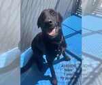 Small Labrador Retriever Mix