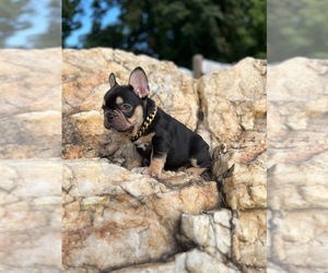French Bulldog Puppy for sale in LYNCHBURG, VA, USA