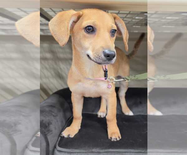 Medium Photo #2 Doxle Puppy For Sale in Pipe Creek, TX, USA