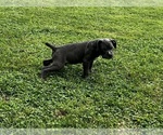 Puppy Puppy 4 Cane Corso