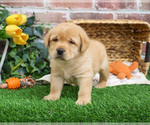 Small #17 Labrador Retriever