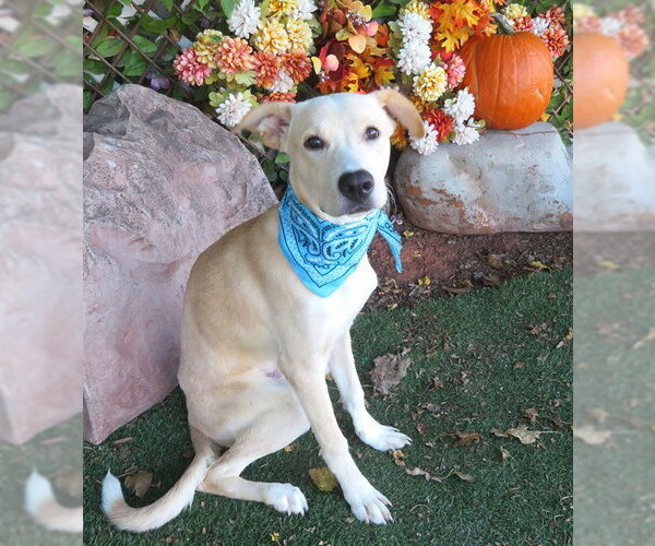 Medium Photo #1 Carolina Dog-Unknown Mix Puppy For Sale in Oklahoma City, OK, USA