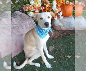 Carolina Dog-Unknown Mix Dogs for adoption in Oklahoma City, OK, USA