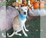 FROSTY - Male Carolina Dog-Unknown Mix Dog for Adoption - Small photo