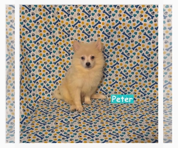 Medium Photo #2 Pomimo Puppy For Sale in CLARKSVILLE, TN, USA