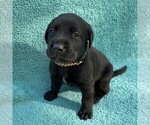 Small Photo #8 Labrador Retriever Puppy For Sale in HOLLY SPRINGS, NC, USA