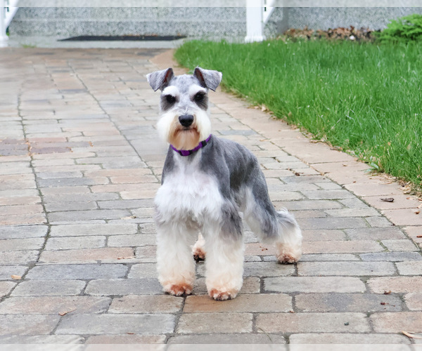 Medium Photo #1 Schnauzer (Miniature) Puppy For Sale in SYRACUSE, IN, USA