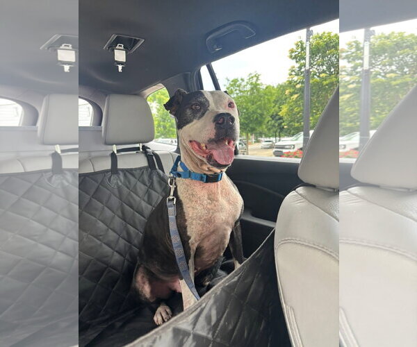 Medium Photo #3 American Pit Bull Terrier-Unknown Mix Puppy For Sale in Germantown, OH, USA