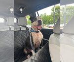 Small #2 American Pit Bull Terrier Mix