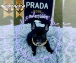 Small #1 French Bulldog