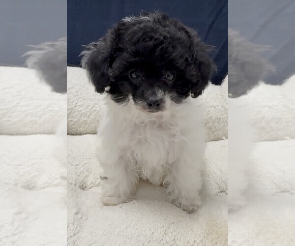 Medium Photo #1 Poodle (Toy) Puppy For Sale in CARMEL, IN, USA