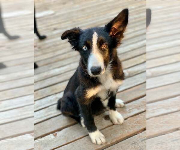 Medium Photo #1 Border Collie-Unknown Mix Puppy For Sale in Paso Robles, CA, USA