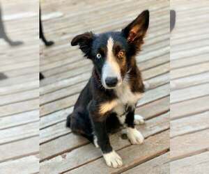 Border Collie-Unknown Mix Dogs for adoption in Paso Robles, CA, USA