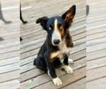 Small Border Collie Mix