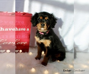 Cavalier King Charles Spaniel Puppy for sale in WATERLOO, NY, USA