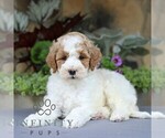 Small #2 Goldendoodle (Miniature)