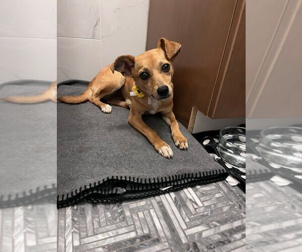 Medium Photo #1 Chihuahua-Unknown Mix Puppy For Sale in Calgary, Alberta, Canada