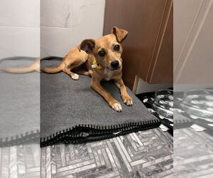 Chihuahua-Unknown Mix Dogs for adoption in Calgary, Alberta, Canada