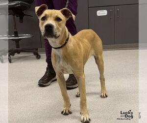 Wiggles - Female Labrador Retriever-Unknown Mix Dog for Adoption - Photo #3