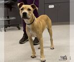 Small Photo #3 Labrador Retriever-Unknown Mix Puppy For Sale in Washington, DC, USA